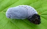 Apollon (Parnassius apollo), chrysalide, formation de la pruinosit&eacute;, photo 4.