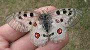 Apollon (Parnassius apollo), adulte en main, photo 2.