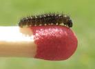 Apollon (Parnassius apollo), chenille stade 2 sur allumette-&eacute;talon, photo 2.