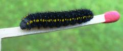Apollon (Parnassius apollo), chenille stade 4, sur allumette &eacute;talon, photo 2.