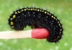 Apollon (Parnassius apollo), chenille stade 4, sur allumette &eacute;talon, photo 3.