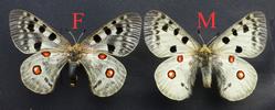 Apollon (Parnassius apollo), couple (collection)