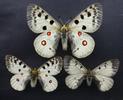 Apollon (Parnassius apollo), comparaison avec Parnassius phoebus, et Parnassius mnemosyne. 
