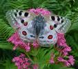 Apollon (Parnassius apollo), adulte, photo 1.