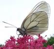 le Gaz&eacute; ou pi&eacute;ride de l'aub&eacute;pine (aporia crataegi),  imago, photo 4.