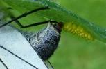le Gaz&eacute; ou pi&eacute;ride de l'aub&eacute;pine (aporia crataegi),  femelle &agrave; pondre,  d&eacute;tail.