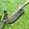 le Gaz&eacute; ou pi&eacute;ride de l'aub&eacute;pine (aporia crataegi),  chenille en pr&eacute;nymphose.