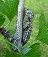le Gaz&eacute; ou pi&eacute;ride de l'aub&eacute;pine (aporia crataegi),  chrysalide "in situ".