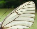 le Gaz&eacute; ou pi&eacute;ride de l'aub&eacute;pine (aporia crataegi),  d&eacute;tail de l'aile d'un m&acirc;le, photo 2.