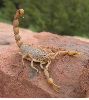 scorpion Maroc