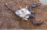 Scorpion &agrave; queue jaune (Euscorpius flavicaudis) femelle avec ses jeunes sur le dos, photo 1.