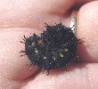 Vanessa atalanta: chenille forme "noire"