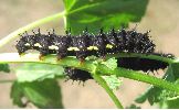 chenille de Vulcain (Vanessa atalanta) &agrave; terme
