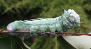 Atlas (Attacus atlas),  chenille stade 5, photo 2
