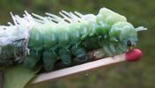 Atlas (Attacus atlas),  chenille  en mue, stade 4 &agrave; 5, photo 2