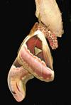 Atlas (Attacus atlas),  &eacute;closion photo 8