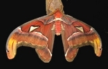 Atlas (Attacus atlas),  &eacute;closion photo 9