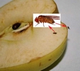 Drosophile sur pomme.