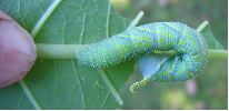 chenille bleue d'atropos  (photo 2)