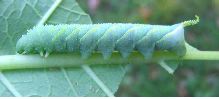 chenille bleue d'atropos  (photo 3)