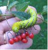 chenille d' A. atropos sur Morelle douce-amère.