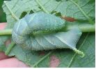 chenille bleue d'atropos  (photo 1)
