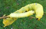 Sphinx tête de mort (Acherontia atropos), chenilles  en début et fin du 5e stade.