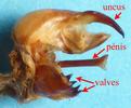 Sphinx tête de mort (Acherontia atropos), armature génitale du mâle en vue latérale.