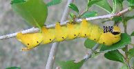 chenille  jaune d'atropos au stade 5 ( cliché 1)