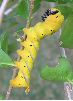 chenille  jaune d'atropos au stade 5 (cliché 2)