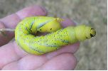 chenille  verte d'atropos au stade 5 cliché 2)