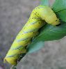 chenille  verte d'atropos au stade 5 (cliché 4)