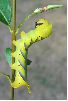 chenille  verte d'atropos au stade 5 (cliché 5)