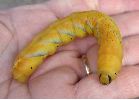 chenille  ocre d'atropos au stade 5