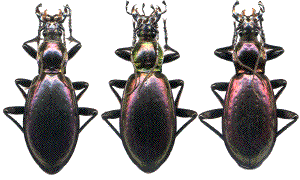 hybrides de M. aumonti, et de CH. rutilans