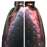 d&eacute;tail de sculpture &eacute;lytale des hybrides