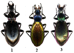 M. aumonti, Ch. hispanus, et leur hybride