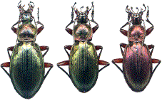 hybrides F1 de M. aumonti x Ch. auronitens