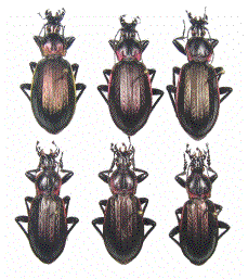 Hybrides F1 de M. morbillosus x M. aumonti