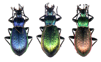 hybrides d'hispanus et de morbillosus