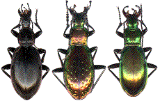 M. aumonti, Ch. rutilans, Ch. splendens