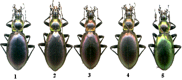 hybrides de M. aumonti et de Ch. splendens