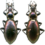 hybrides de M. aumonti et de Ch. rutilans