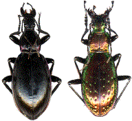 Macrothorax aumonti, et Chrysotribax rutilans