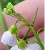 Anthocaris cardamines (Aurore), chenillette (photo 1)
