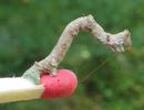 Boarmie du ch&ecirc;ne (Hypomecis roboraria), chenille stade 5, photo 2