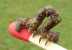 Boarmie du chêne (Hypomecis roboraria), chenille stade 5, échelle, photo 2