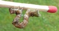 Boarmie du chêne (Hypomecis roboraria), chenille stade 5, échelle, photo 4.