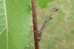 Boarmie du ch&ecirc;ne (Hypomecis roboraria), chenille "in situ" photo 1.
