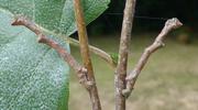 Boarmie du ch&ecirc;ne (Hypomecis roboraria), duo de chenille "in situ".